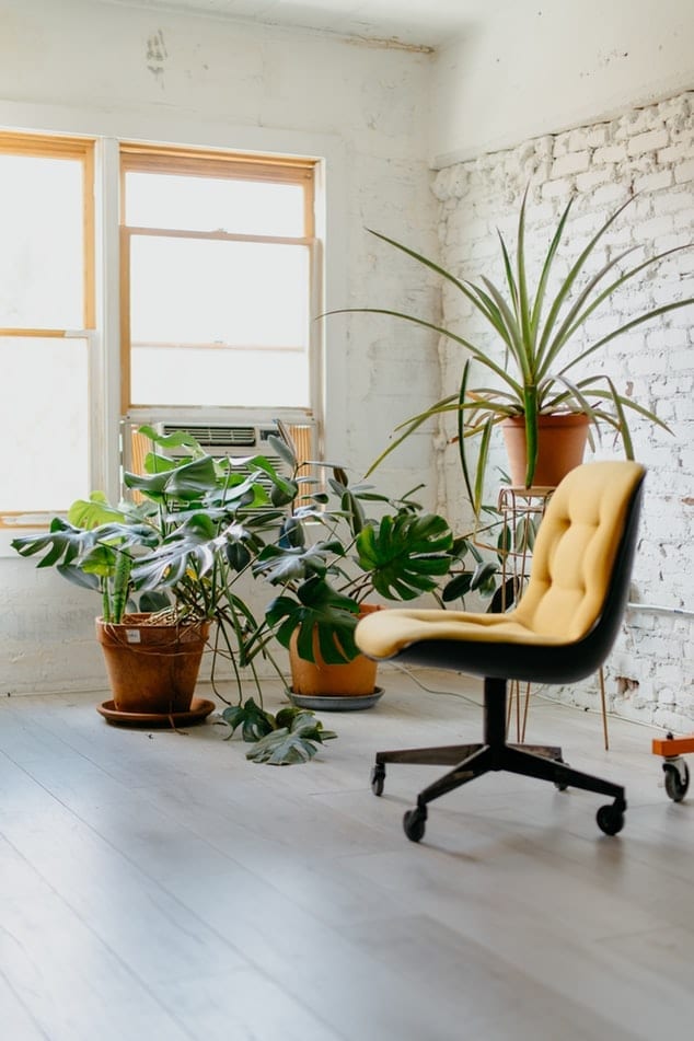 chair and pot plants